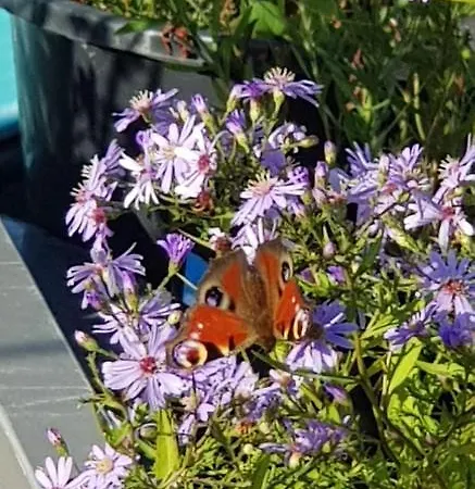 Ботель Euphrate Houseboat
