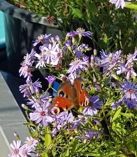 船上ホテル Euphrate Houseboat